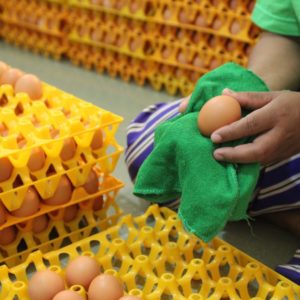 Eggscellent_Eggs